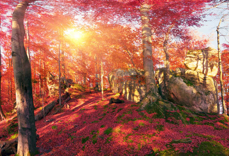 秋季红色山毛榉森林