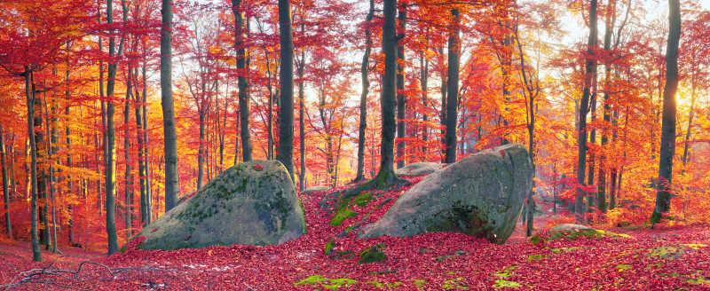 山毛榉岩石和美丽的红色树叶深林