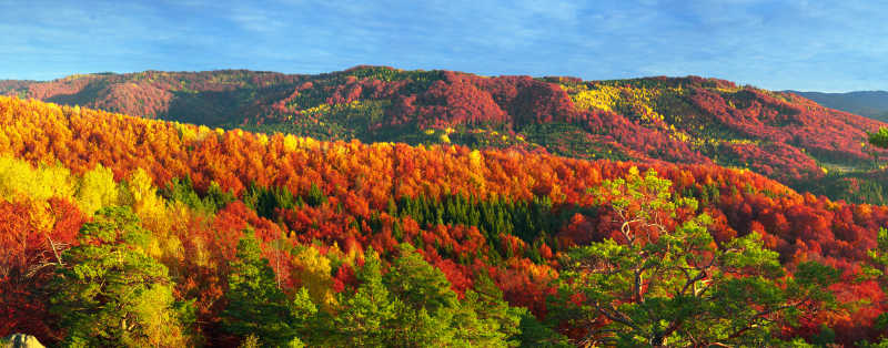 秋季美丽的森林自然风景