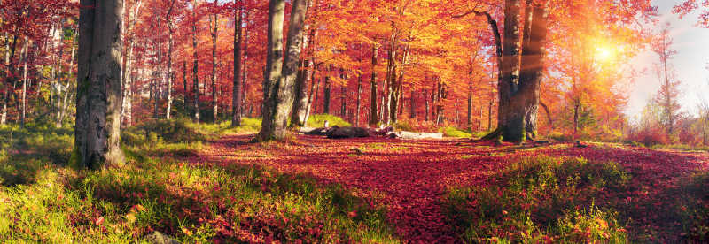 山毛榉森林风景