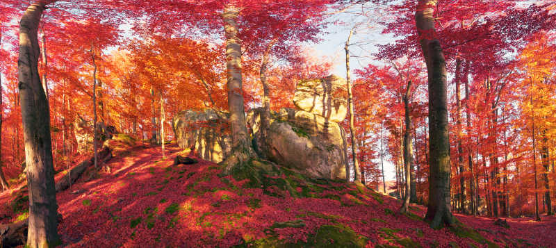 秋季山毛榉岩石和美丽的森林景色