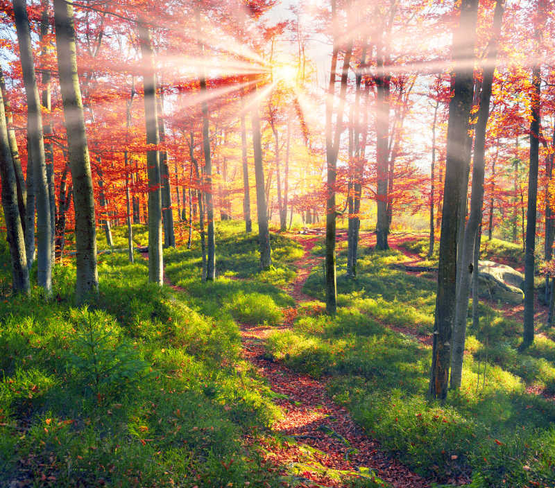 阳光下秋季森林自然风景