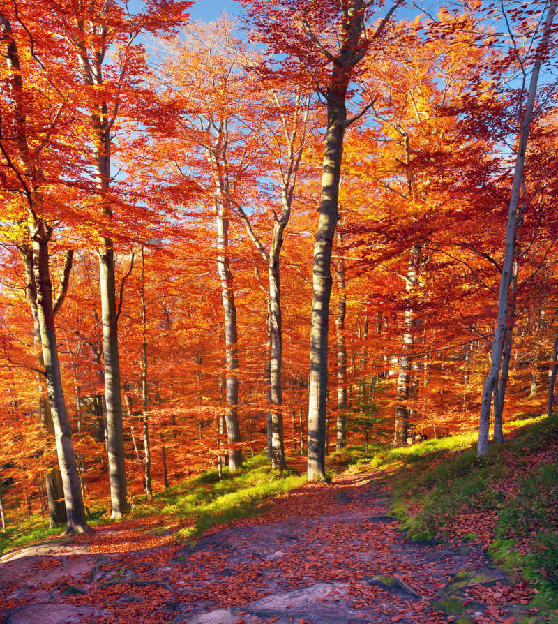 山毛榉岩石和美丽的秋季森林