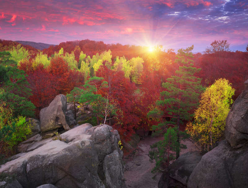 日落美丽的秋季森林自然风景