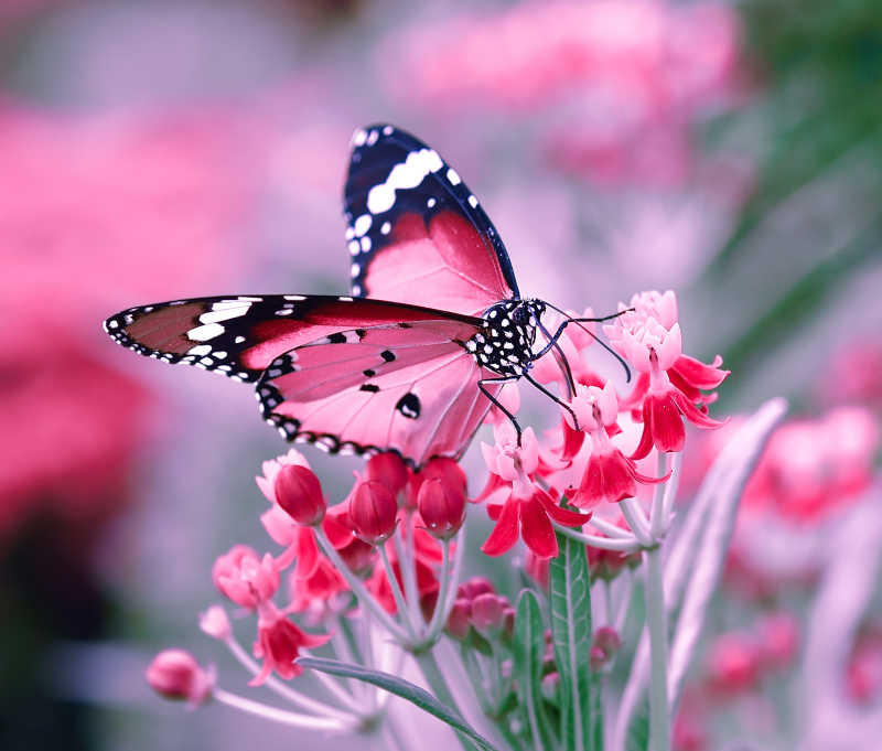 鲜花蝴蝶图片唯美大全图片