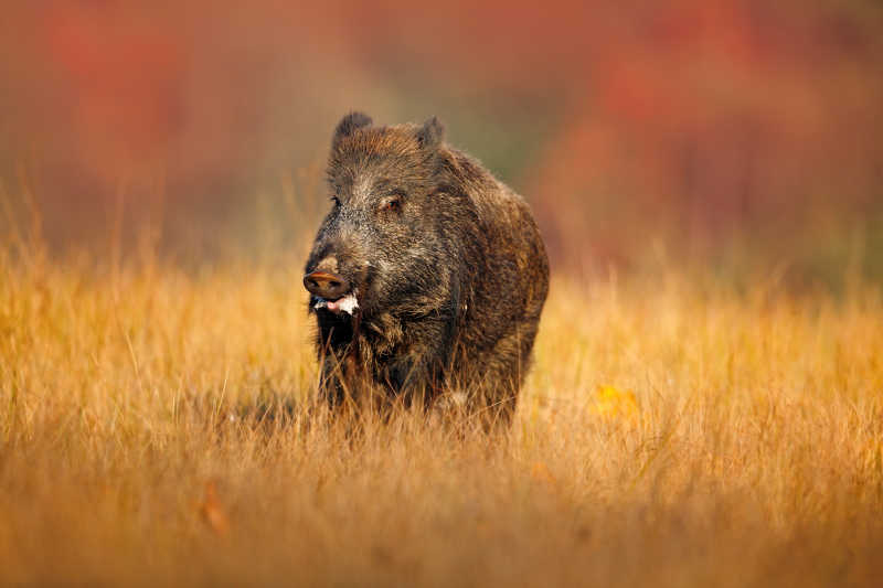 秋季枯草地上的野猪