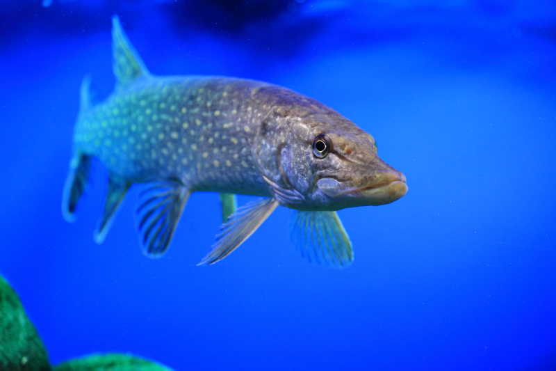 蓝色背景中的北梭鱼