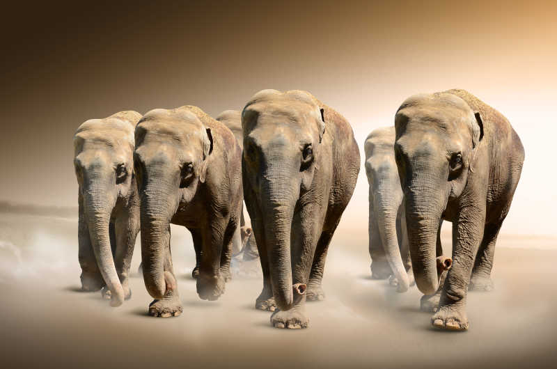 一群奔走的大象