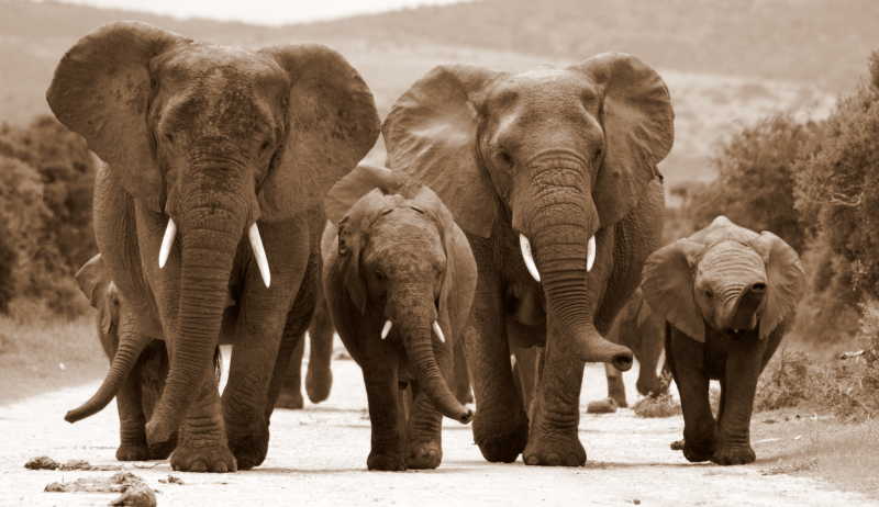 野外保护公园里的大象群