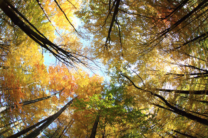 秋季黄色的树林