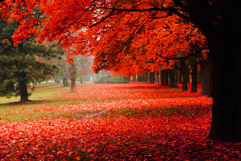 秋季森林火红的树叶