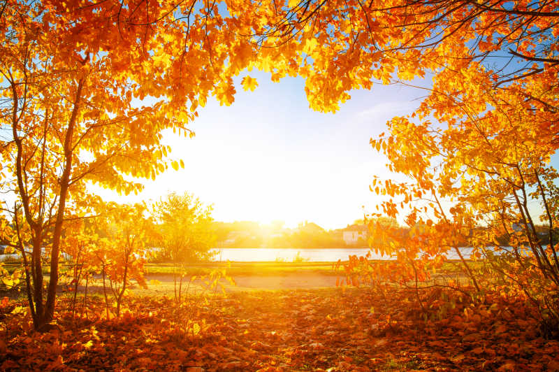 美丽秋季树林的阳光