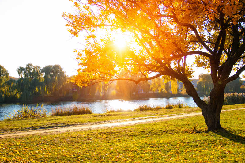 秋季湖边美丽的枫叶树
