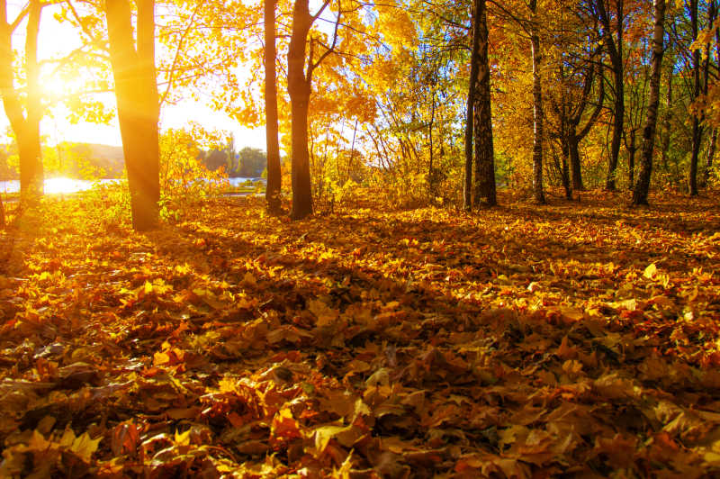 秋季阳光下的枫树林