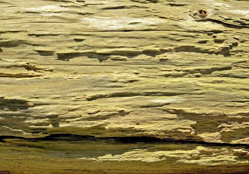 腐朽原木黄色纹理背景