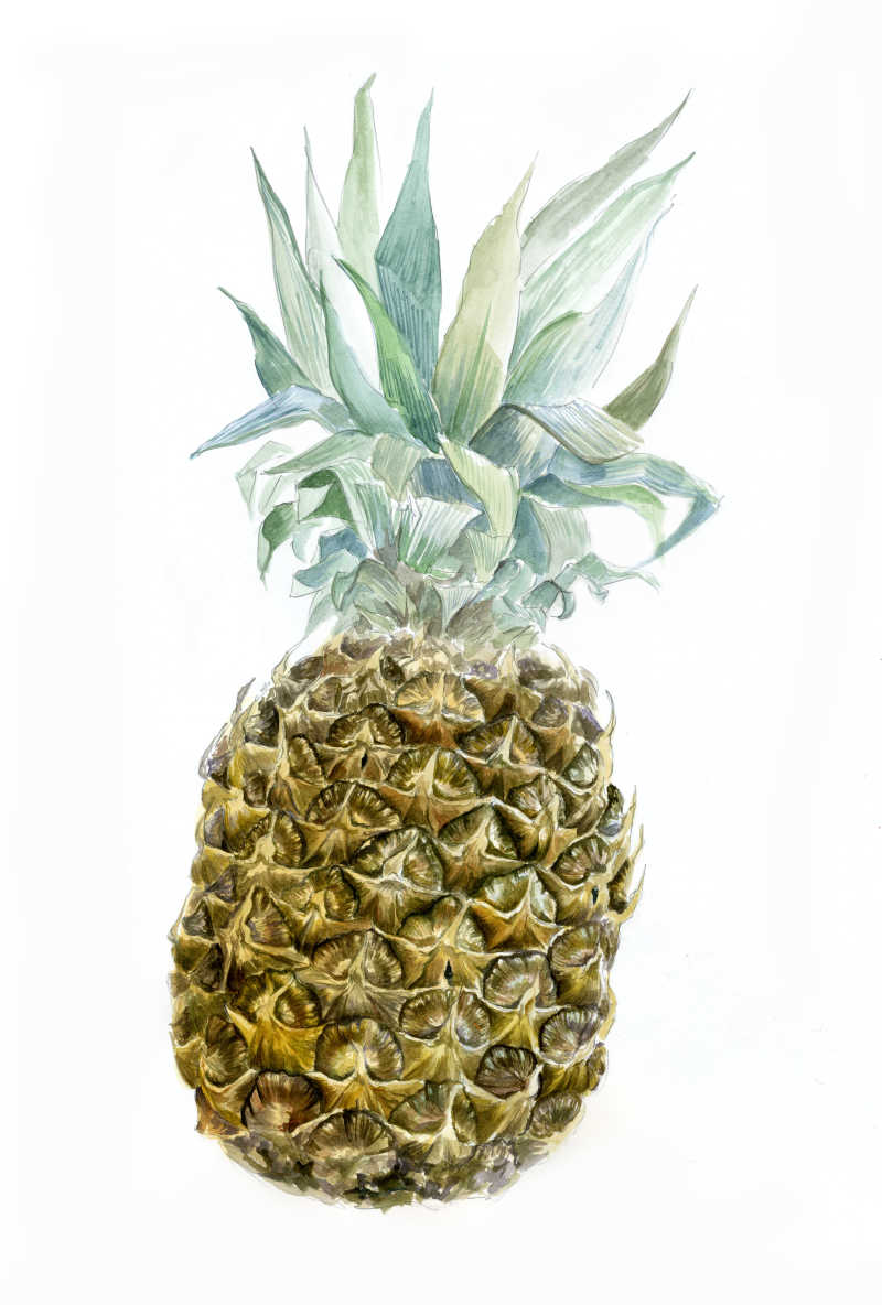 水彩画的菠萝