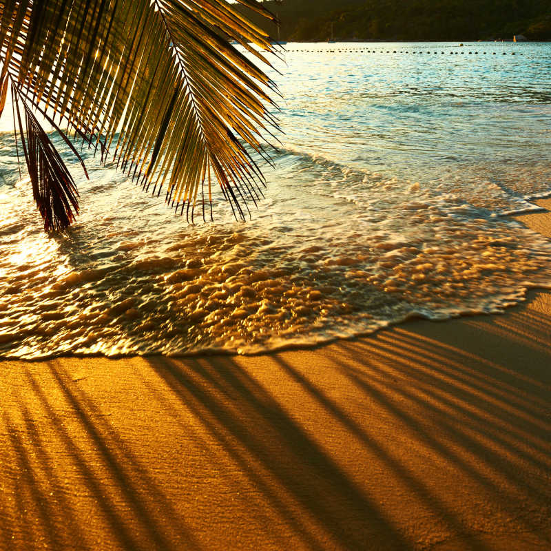 美丽的日落在塞舌尔海滩棕榈树阴影