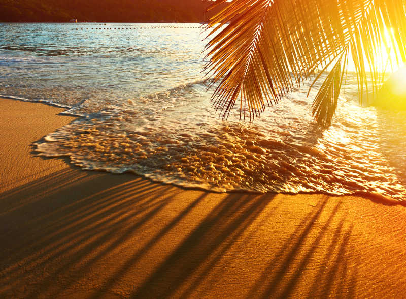 美丽日落在塞舌尔海滩棕榈树阴影