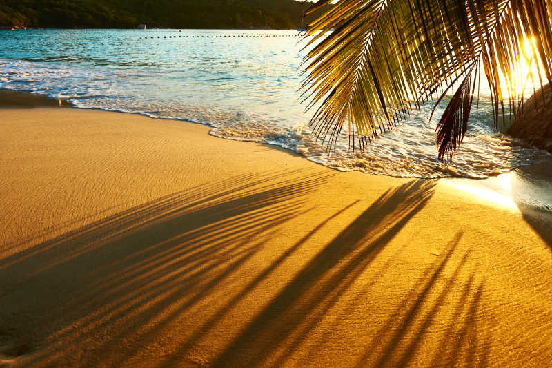 美丽的日落在塞舌尔海滩棕榈树的阴影