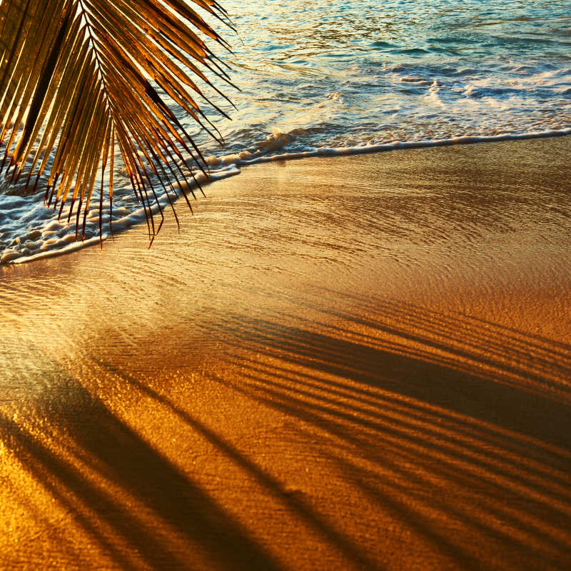 美丽的日落在塞舌尔海滩棕榈树