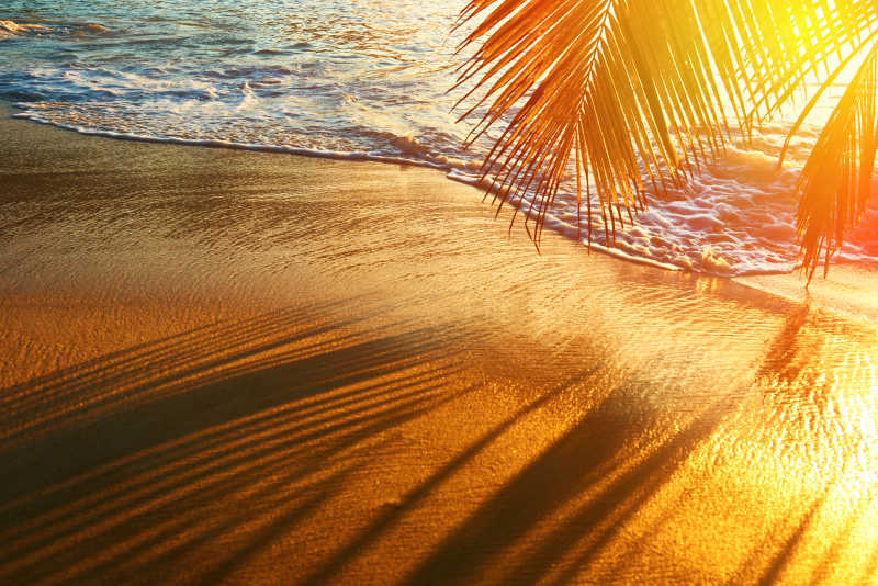 美丽的日落塞舌尔海滩棕榈树阴影