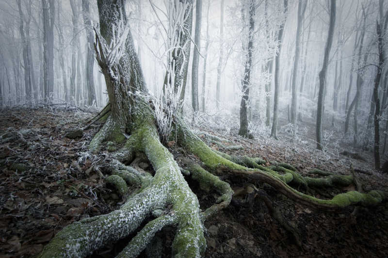 冬天森林里的树木