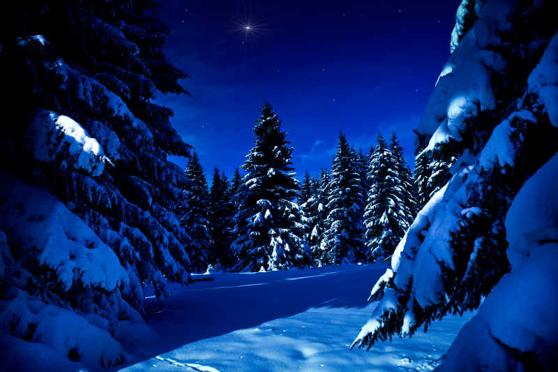 冬天夜幕下的森林