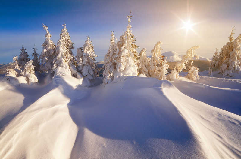 阳光下冰雪覆盖的森林