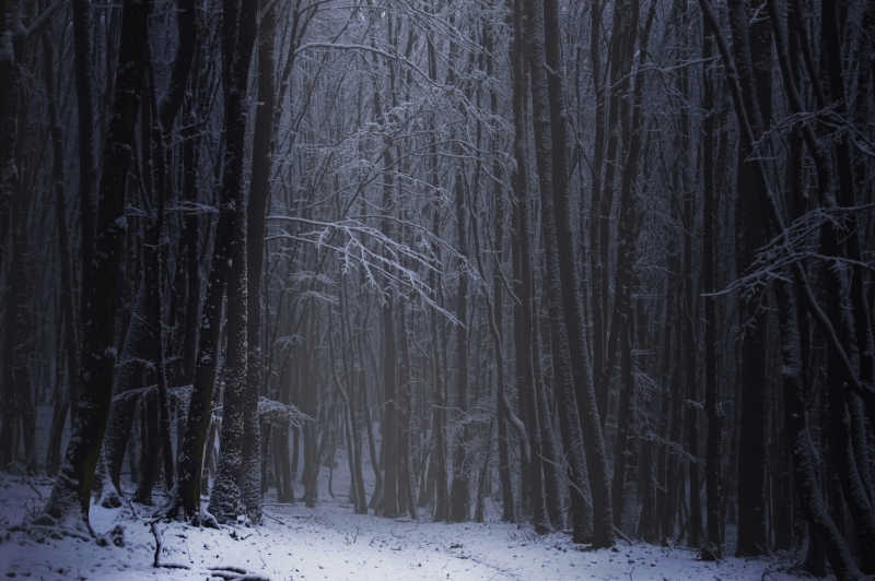 冬天里的美丽森林