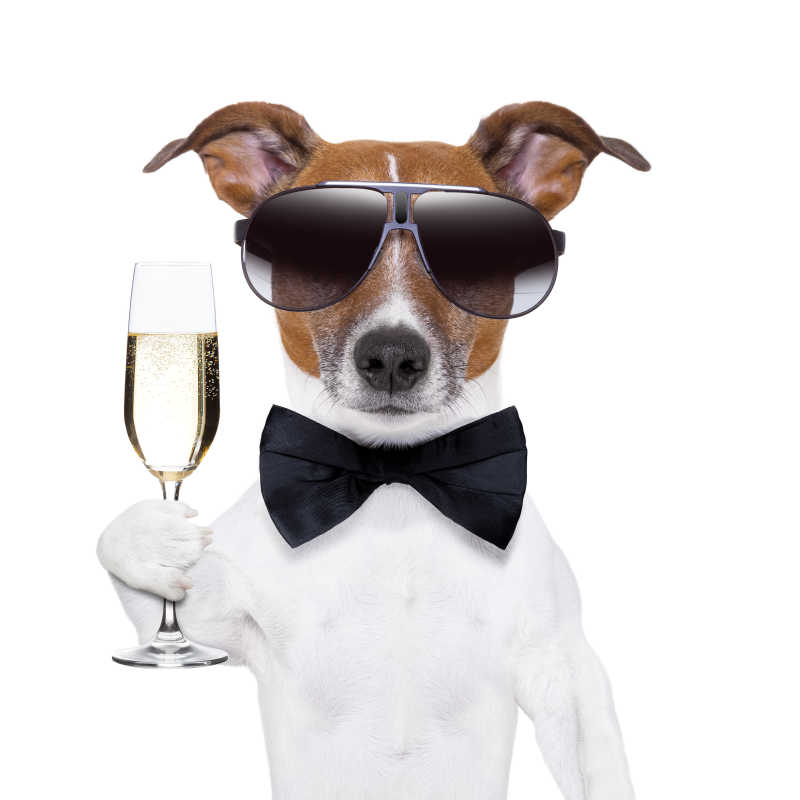 带着墨镜喝香槟的狗狗