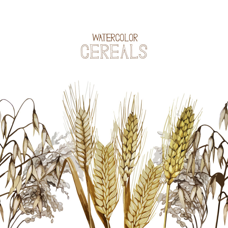 水彩风格的谷物矢量插画