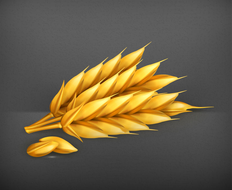 矢量的金色小麦插画