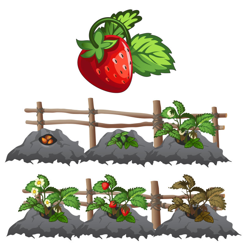 草莓的生长和种植矢量插画