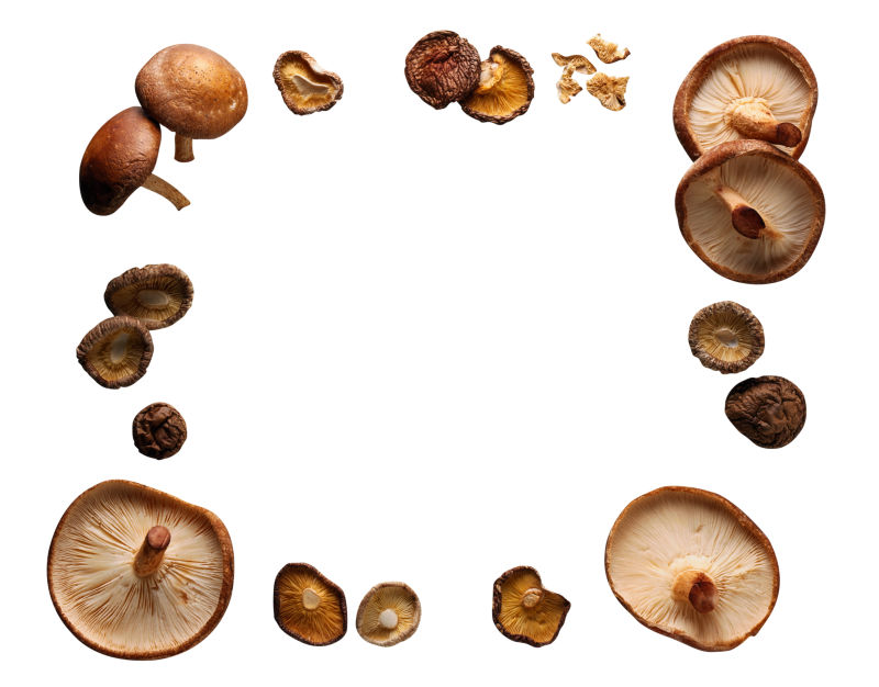 各种各样的蘑菇