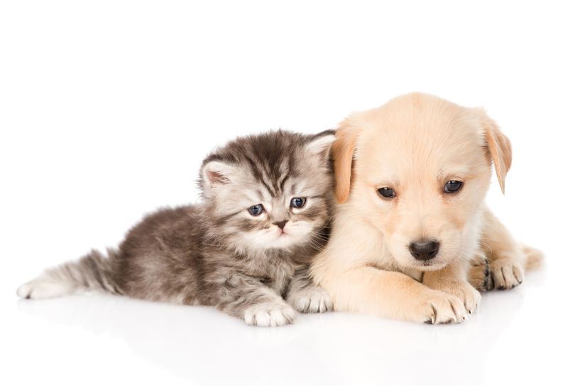 狗狗喜欢挨着咪咪