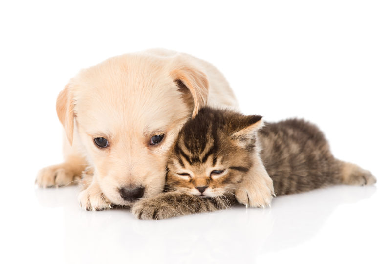 狗狗抱着小猫咪