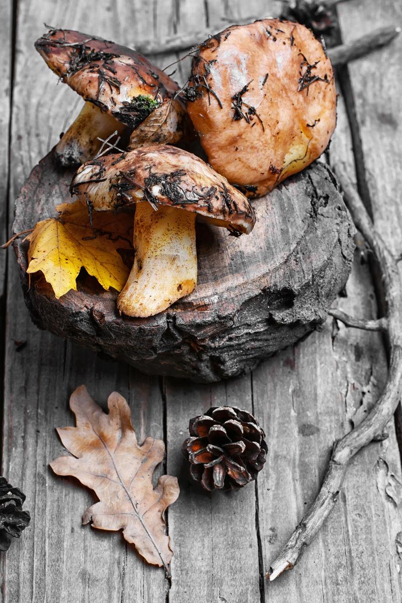 木板上的新鲜的野生蘑菇和松果