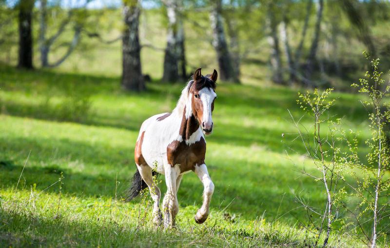 马在草地上奔驰