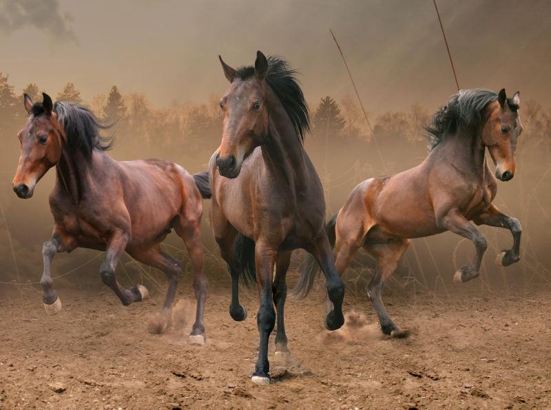 户外奔腾的三匹马