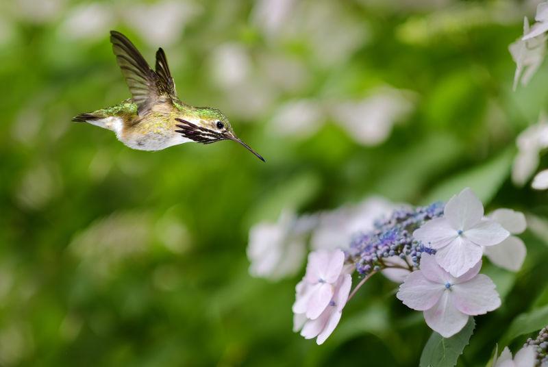 绣球花上盘旋的蜂鸟