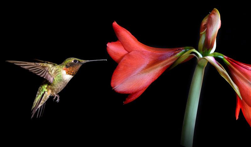 黑色背景上的红花和飞行中的蜂鸟