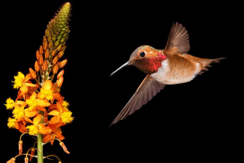 黑色背景上的黄色花朵和蜂鸟