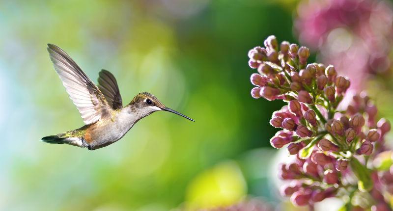 丁香花上飞舞的蜂鸟