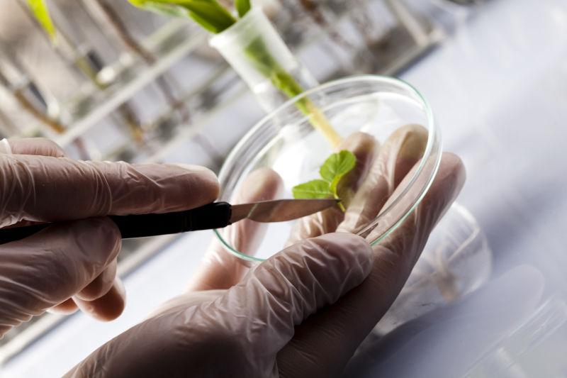 对植物做研究的科学家