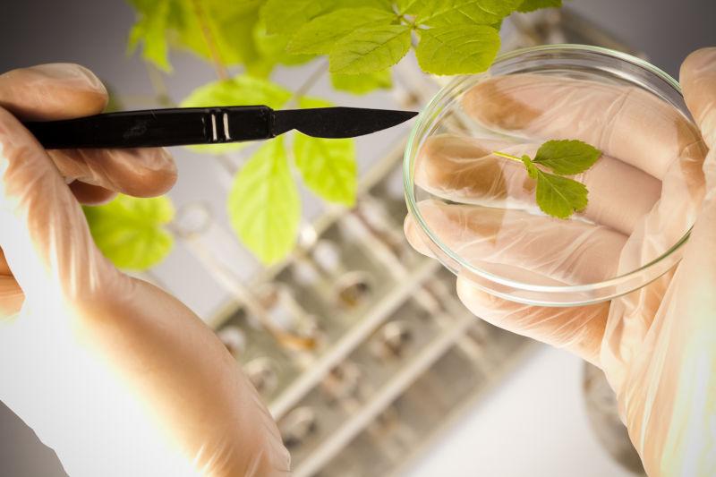 考察植物的科学家
