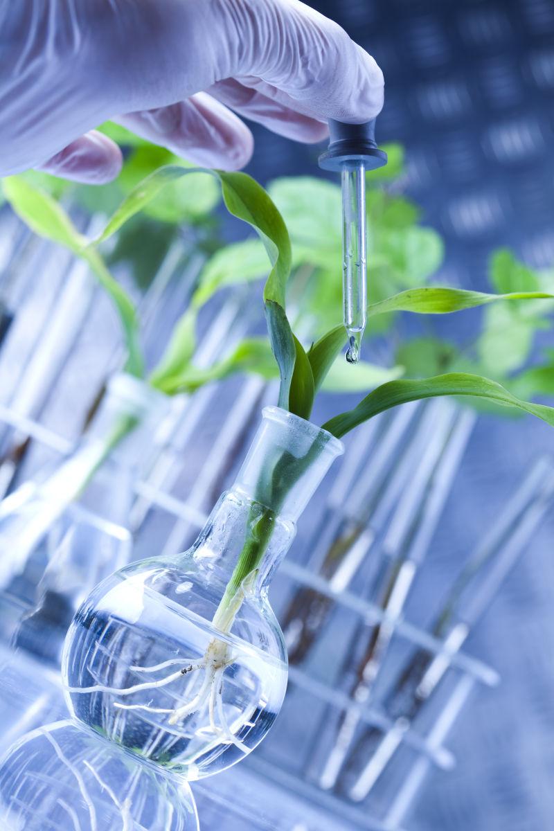 实验室背景下用滴管给植物添加试剂