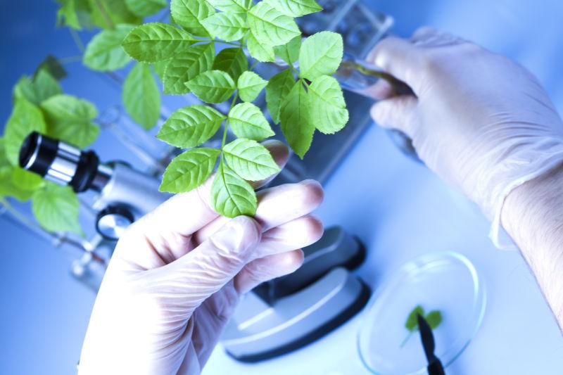 实验室研究绿色植物的研究员