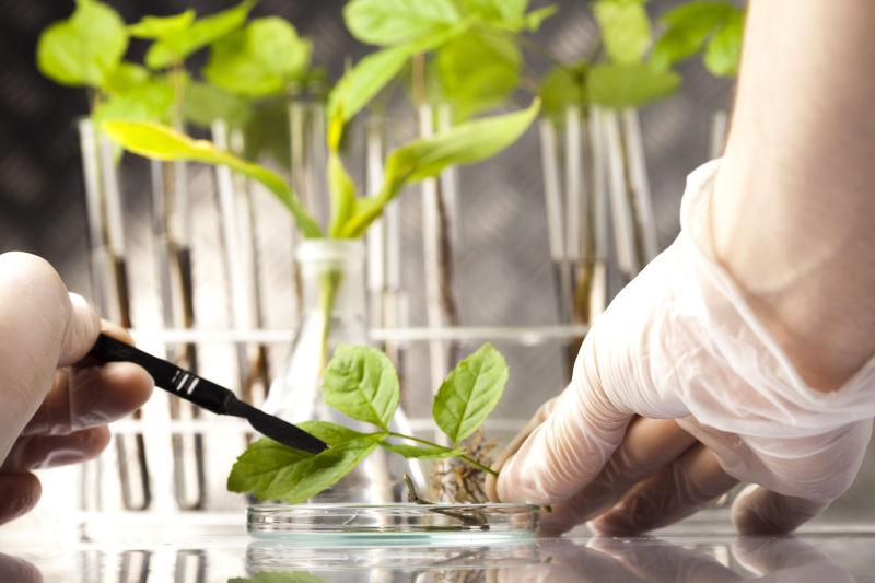 实验室做植物研究的科学家