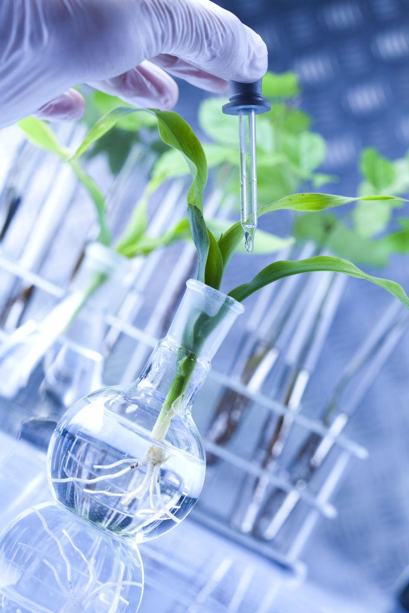 研究绿植的科学家