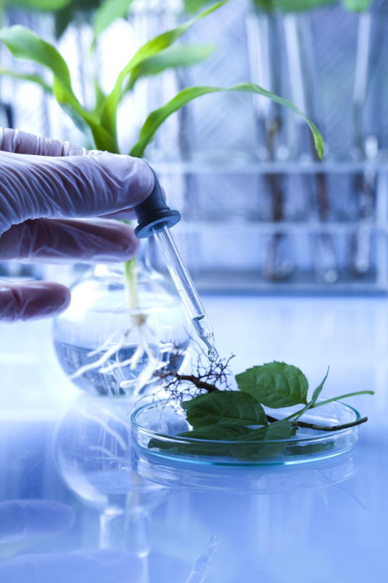 实验室研究植物区系的科学家